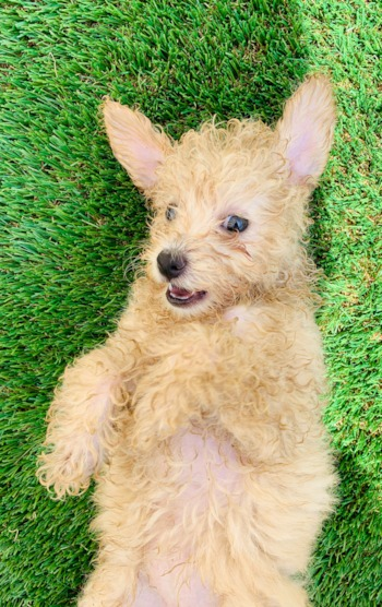 Pomapoo Puppy For Sale - Florida Fur Babies